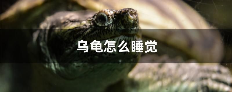 乌龟怎么睡觉 红白锦鲤鱼 第1张