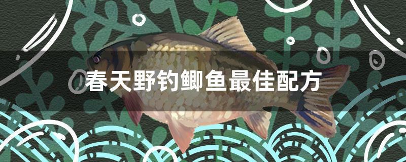 春天野钓鲫鱼最佳配方