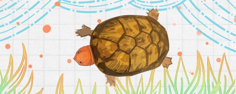红面蛋龟长得快吗如何收集龟卵 猪鼻龟 第1张