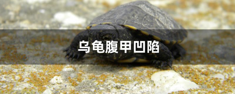 乌龟腹甲凹陷是怎么回事