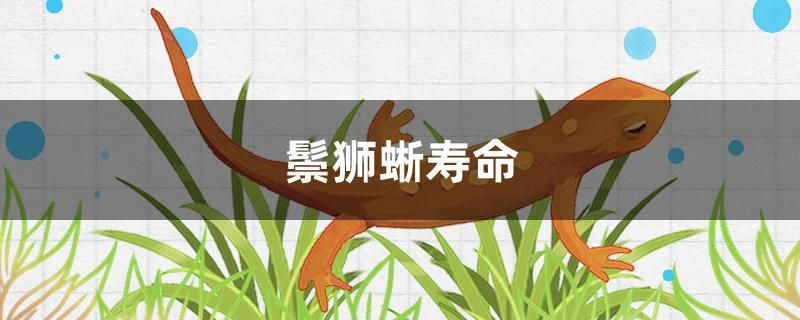 鬃狮蜥寿命 一眉道人鱼苗 第1张