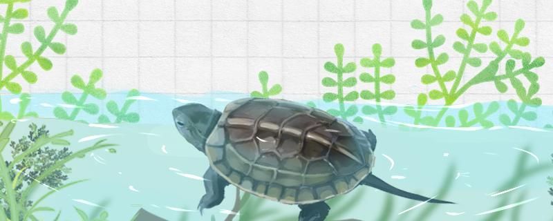 中华草龟一年能长多大最大能长多大 红尾平克鱼 第1张
