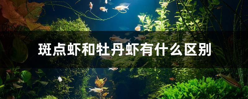 斑点虾和牡丹虾有什么区别 鸭嘴鲨鱼 第1张