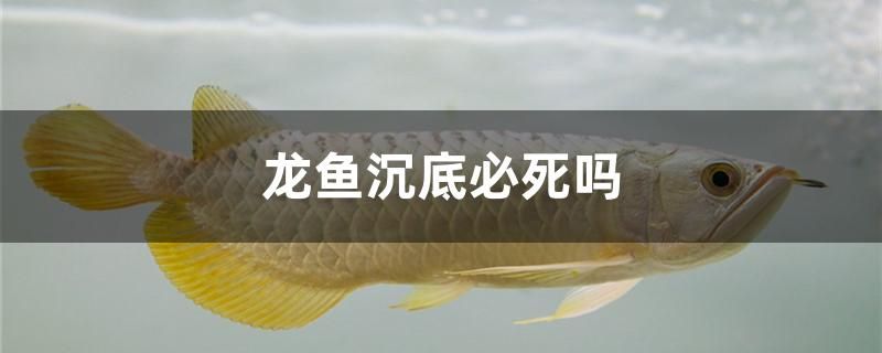 龙鱼沉底必死吗