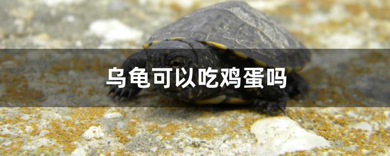 乌龟可以吃鸡蛋吗 白子关刀鱼苗 第1张