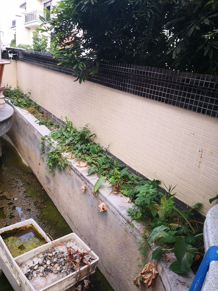 想做植物水道。也不知道怎么下手希望大家出 观赏鱼论坛 第4张