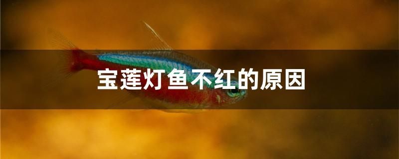 宝莲灯鱼不红的原因 朱巴利鱼苗 第1张