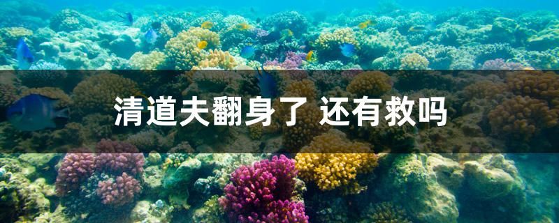 清道夫翻身了 还有救吗 印尼三纹虎 第1张