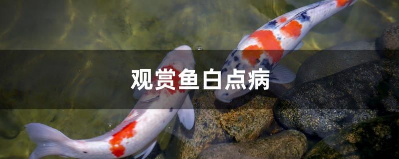 观赏鱼白点病怎么治