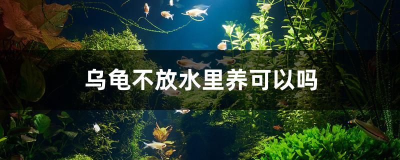 乌龟不放水里养可以吗 绿皮皇冠豹鱼 第1张