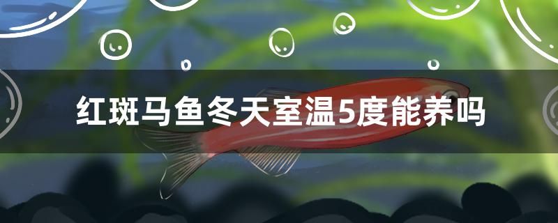 红斑马鱼冬天室温5度能养吗 泰国虎鱼（泰虎） 第1张