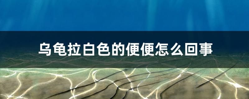 二手鱼缸出售带氧气过滤鱼网（求购二手鱼缸） 武吉美拉金龙鱼