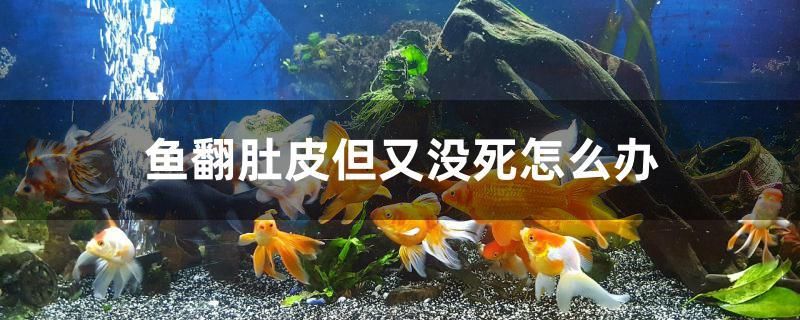 鱼翻肚皮但又没死怎么办 黑桃A鱼 第1张