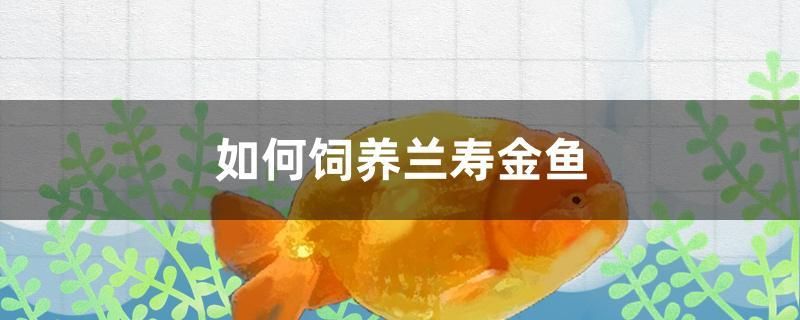 如何饲养兰寿金鱼 水族用品 第1张