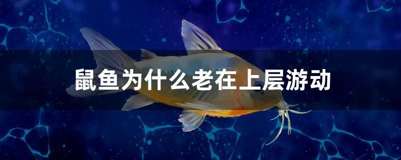 鼠鱼为什么老在上层游动 全国水族馆企业名录 第1张