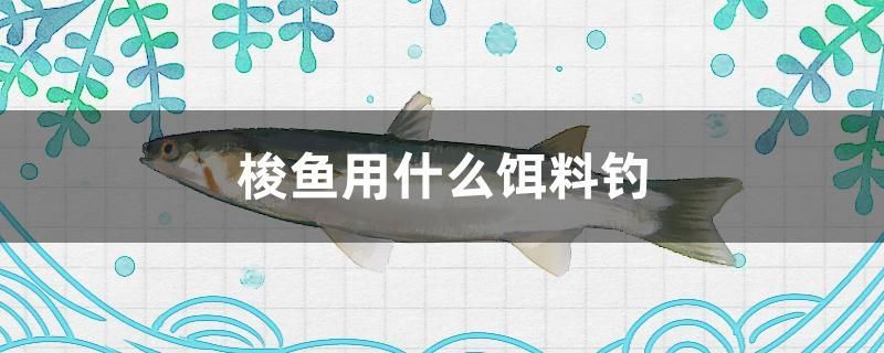 梭鱼用什么饵料钓 祥龙水族医院 第1张