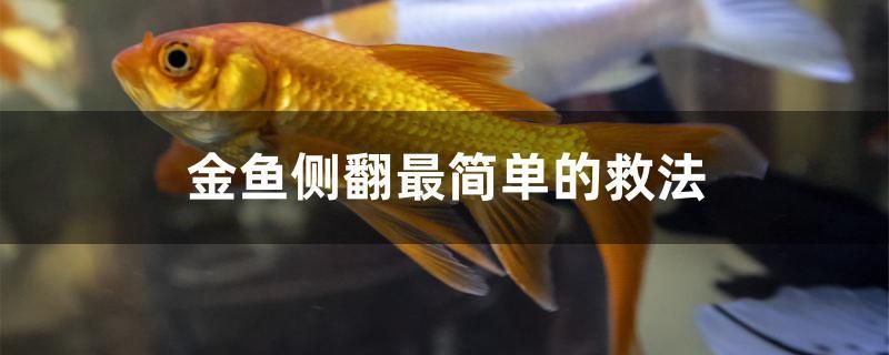 金鱼侧翻最简单的救法