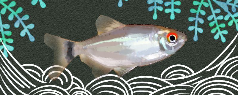 银屏灯鱼好养吗怎么养 观赏鱼水族批发市场 第1张