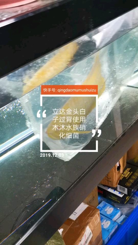 立达金头白子过背移缸 观赏鱼论坛 第1张