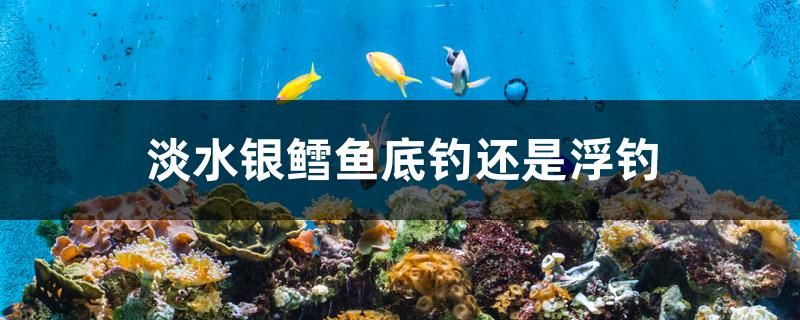 淡水银鳕鱼底钓还是浮钓 红眼黄化幽灵火箭鱼|皇家火箭鱼 第1张