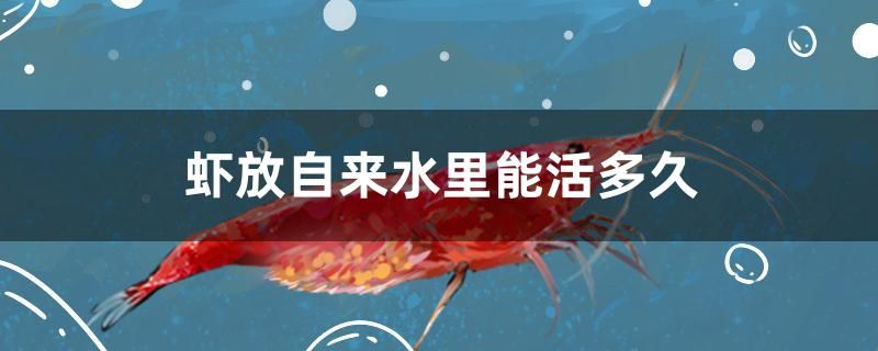 虾放自来水里能活多久 其它水族用具设备 第1张