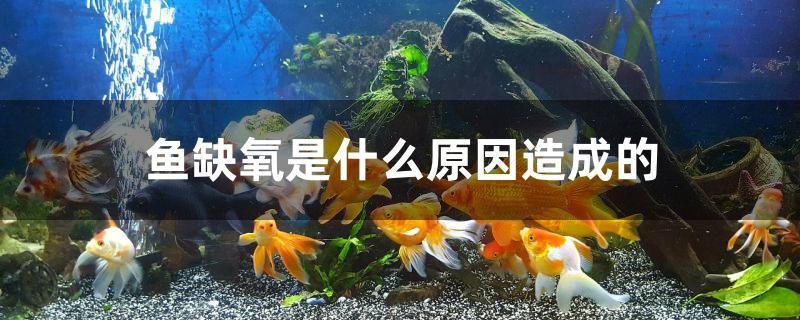 鱼缺氧是什么原因造成的