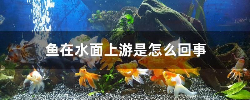 鱼在水面上游是怎么回事 肥料 第1张