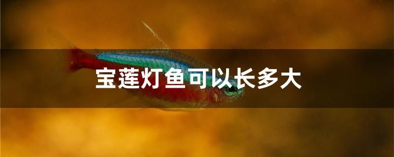 宝莲灯鱼可以长多大 朱巴利鱼苗 第1张