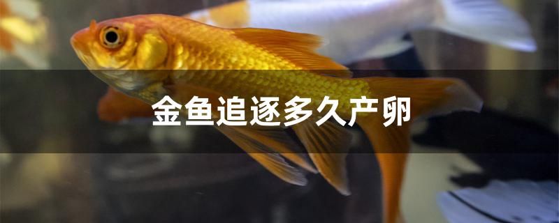 金鱼追逐多久产卵 鱼缸水质稳定剂 第1张