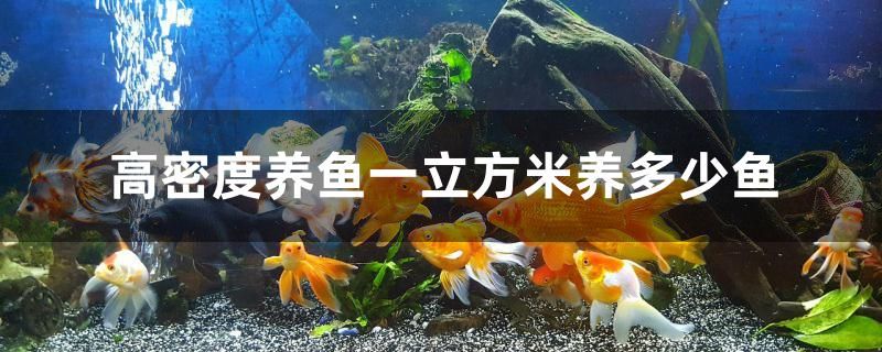 高密度养鱼一立方米养多少鱼 鱼缸水泵 第1张