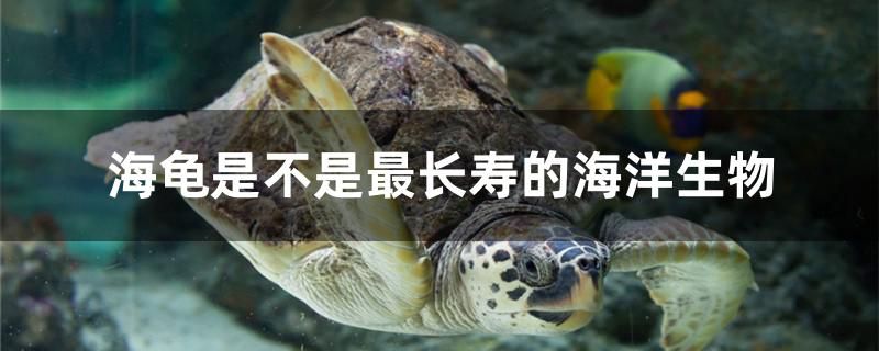 海龟是不是最长寿的海洋生物 南美异型鱼 第1张