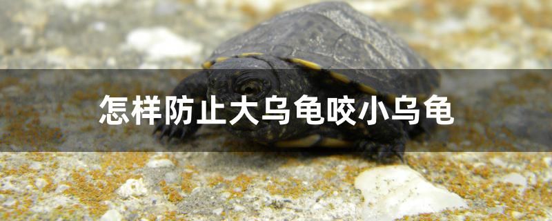 怎样防止大乌龟咬小乌龟 水族品牌 第1张