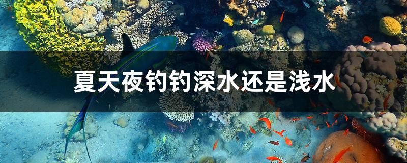 夏天夜钓钓深水还是浅水 观赏鱼百科 第1张