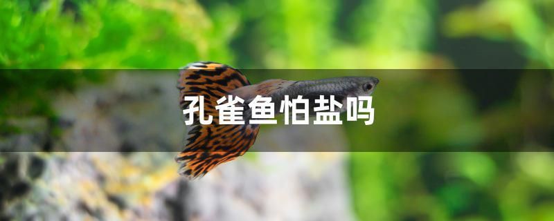 孔雀鱼怕盐吗 鸭嘴鲨鱼 第1张