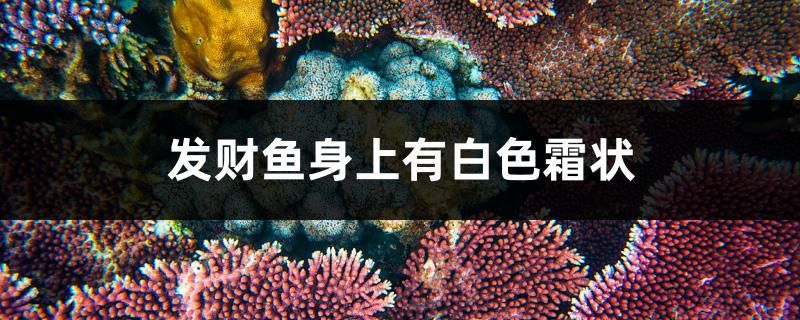 发财鱼身上有白色霜状怎么办 黑水素 第1张