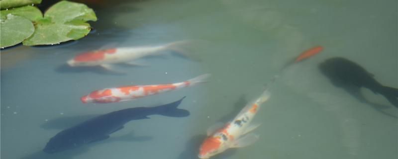 锦鲤多久喂食 观赏鱼水族批发市场 第2张