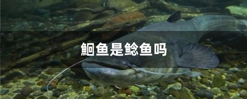 鮰鱼是鲶鱼吗 元宝凤凰鱼专用鱼粮 第1张