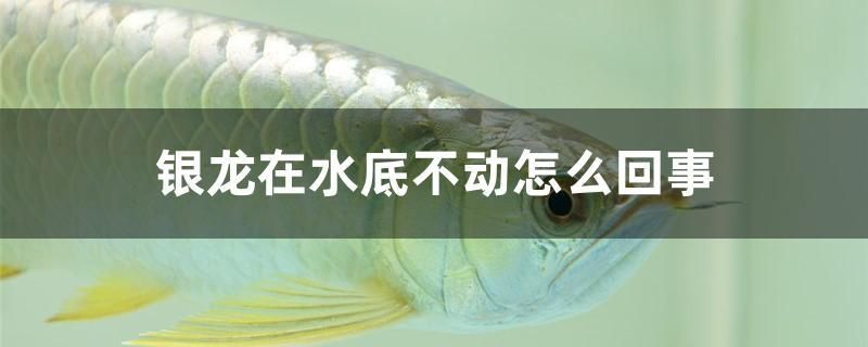 银龙在水底不动怎么回事 龙鱼芯片扫码器 第1张