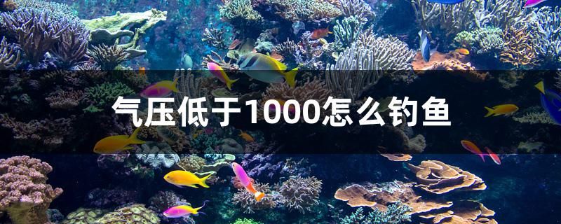 气压低于1000怎么钓鱼 帝王三间鱼 第1张