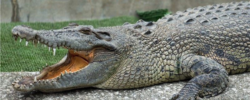 鳄鱼咬合力强吗能咬碎乌龟壳吗 广州水族批发市场 第1张