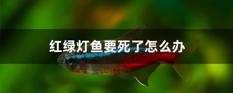 红绿灯鱼要死了怎么办 麦肯斯银版鱼 第1张