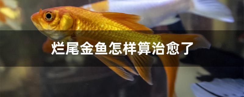 烂尾金鱼怎样算治愈了 龙凤鲤鱼 第1张