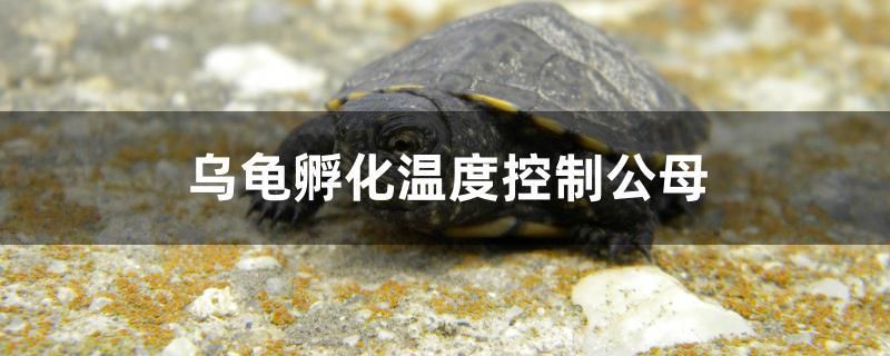 乌龟孵化温度控制公母 丹顶锦鲤鱼 第1张