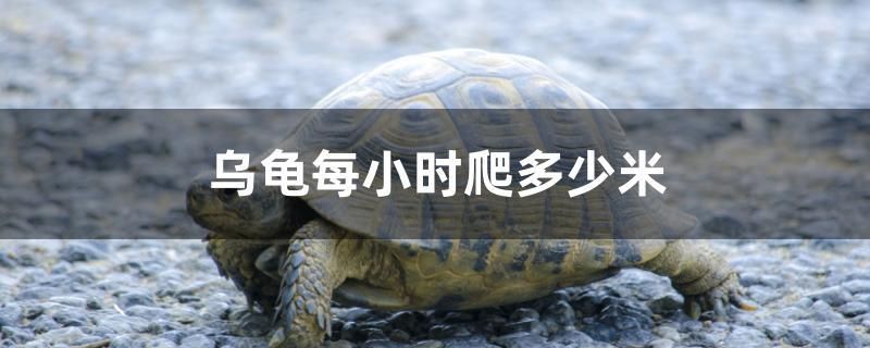 乌龟每小时爬多少米 伊巴卡鱼 第1张