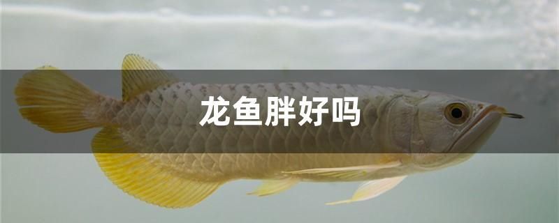 龙鱼胖好吗