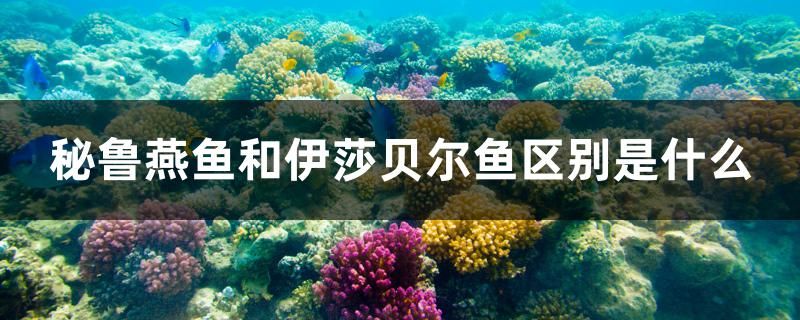 秘鲁燕鱼和伊莎贝尔鱼区别是什么 孵化器 第1张