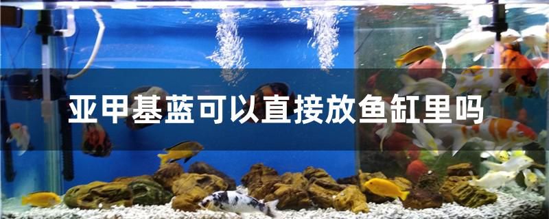 亚甲基蓝可以直接放鱼缸里吗 暹罗巨鲤 第1张