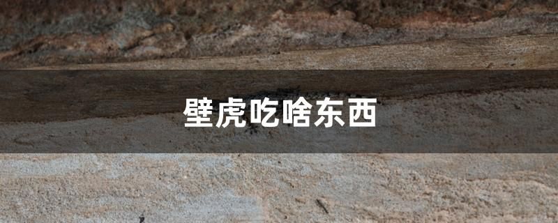 壁虎吃啥东西 白子银龙苗（黄化银龙苗） 第1张