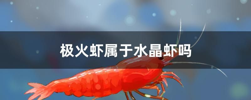 极火虾属于水晶虾吗 广州水族批发市场 第1张