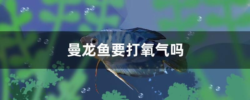 曼龙鱼要打氧气吗 其他品牌鱼缸 第1张